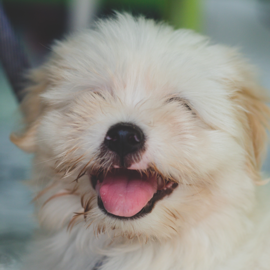 maltipom white maltipom dog white